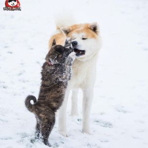 DSC 1003 kopia (Copy)